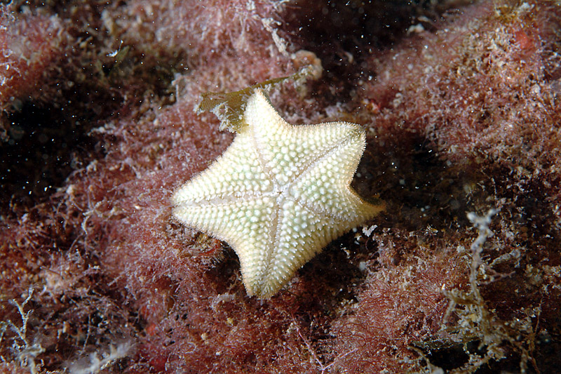 Asterina gibbosa e Asterina panceri
